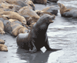 sea lions