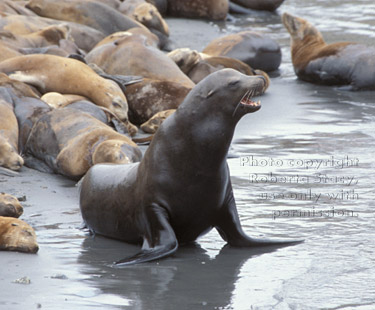 sea lions