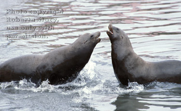 sea lions