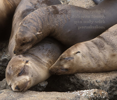 sea lions