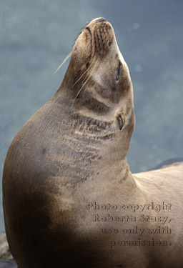 sea lion