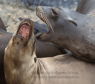 sea lions