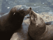 sea lions