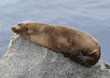 sea lion