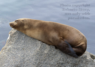 sea lion