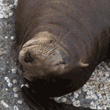 sea lion