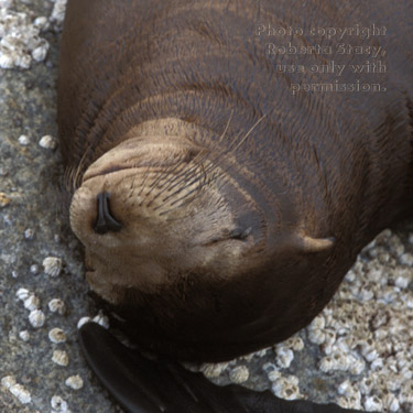 sea lion