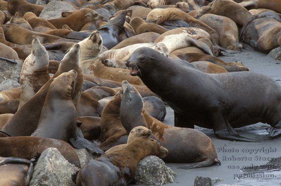 sea lions