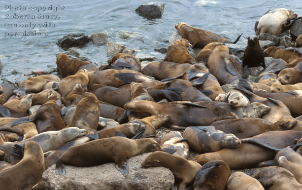 sea lions