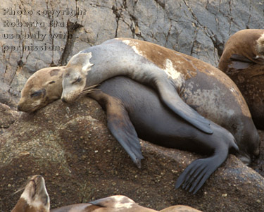 sea lions