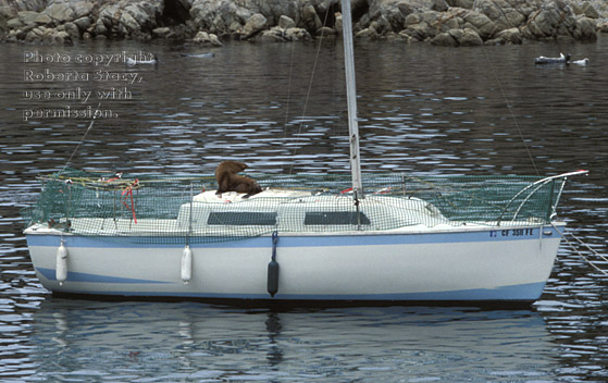 sea lion on boat