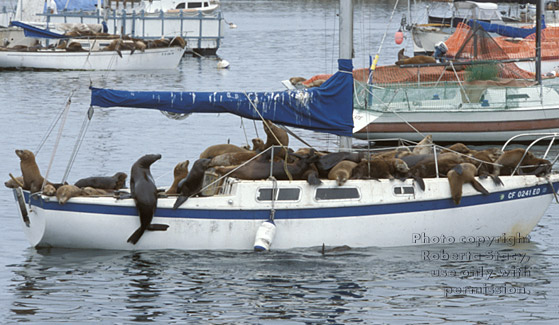 sea lions on boat