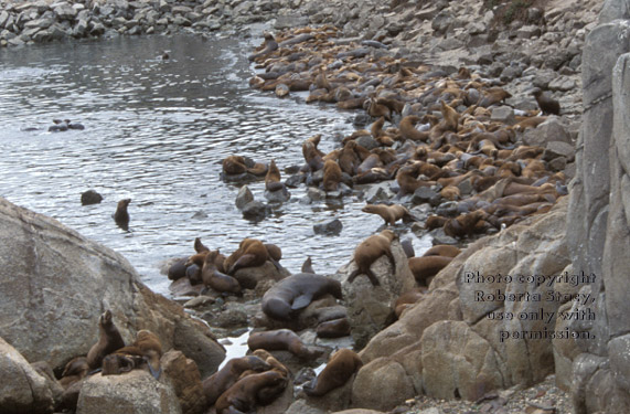 sea lions