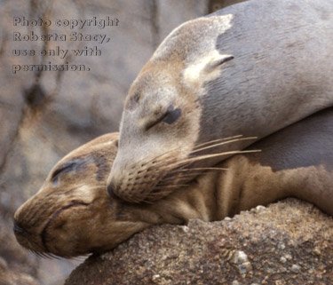 sea lions