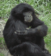 siamang