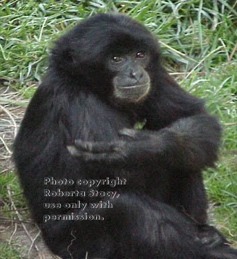 siamang