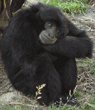 siamang