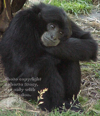 siamang