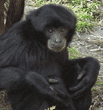 siamang