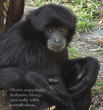 siamang