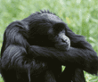 siamang