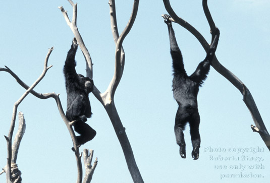 siamangs