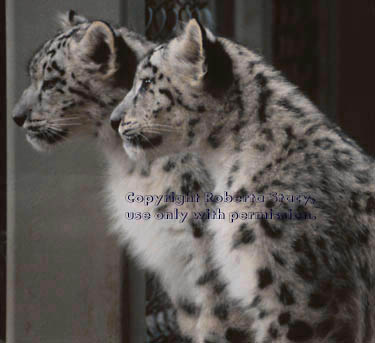 snow leopard cubs