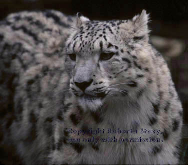 snow leopard