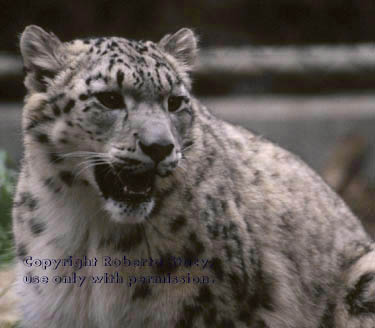 snow leopard