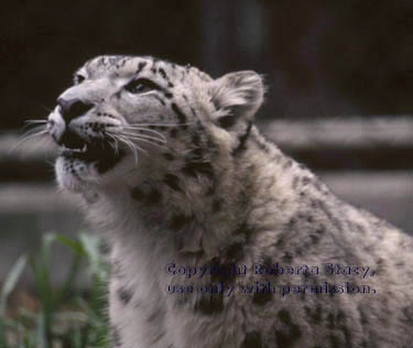 snow leopard