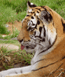 Siberian tiger