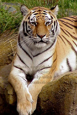 Siberian tiger