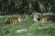 Siberian tigers