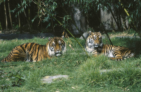 Siberian tigers