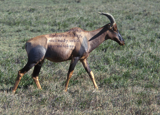 topi Tanzania (East Africa)