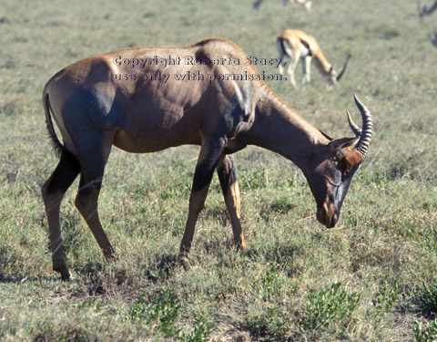 topi Tanzania (East Africa)