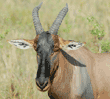 topi, close-up head shot