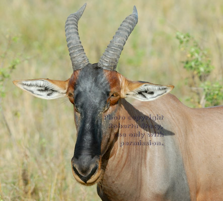 topi, close-up head shot