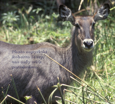 waterbuck Tanzania (East Africa)