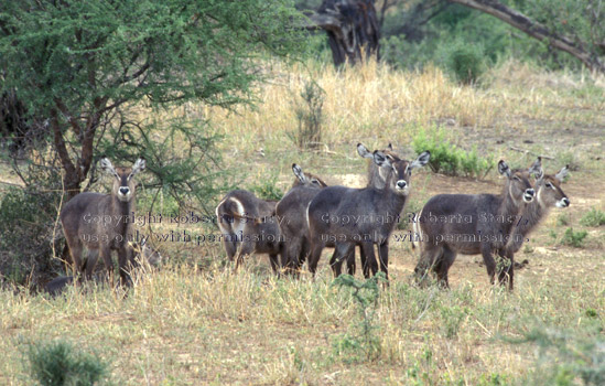 waterbucks Tanzania (East Africa)