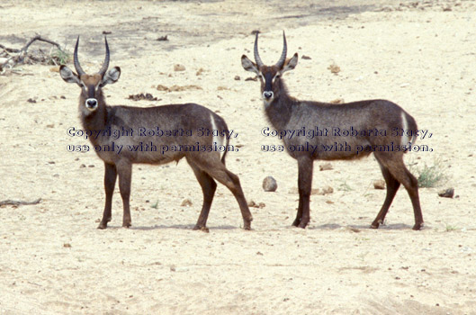 waterbucks Tanzania (East Africa)