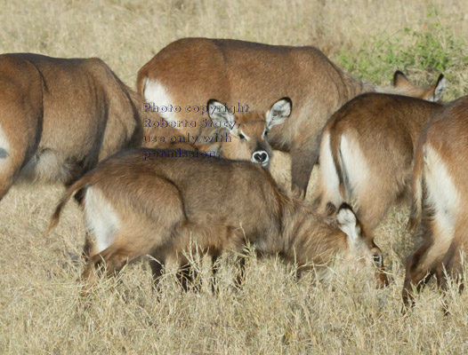 waterbucks