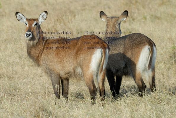 two waterbucks, mirror image