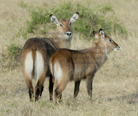 two waterbucks, adult and juvenile