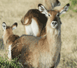 waterbuck