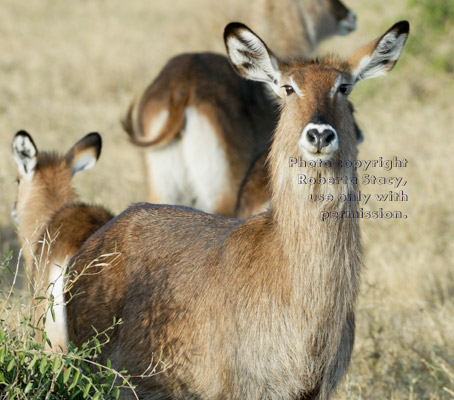 waterbuck