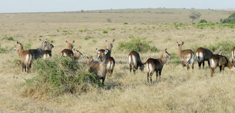 waterbuck herd