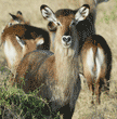 waterbuck