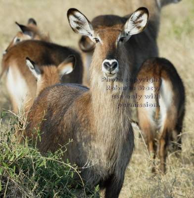 waterbuck