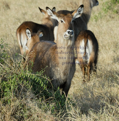 waterbuck